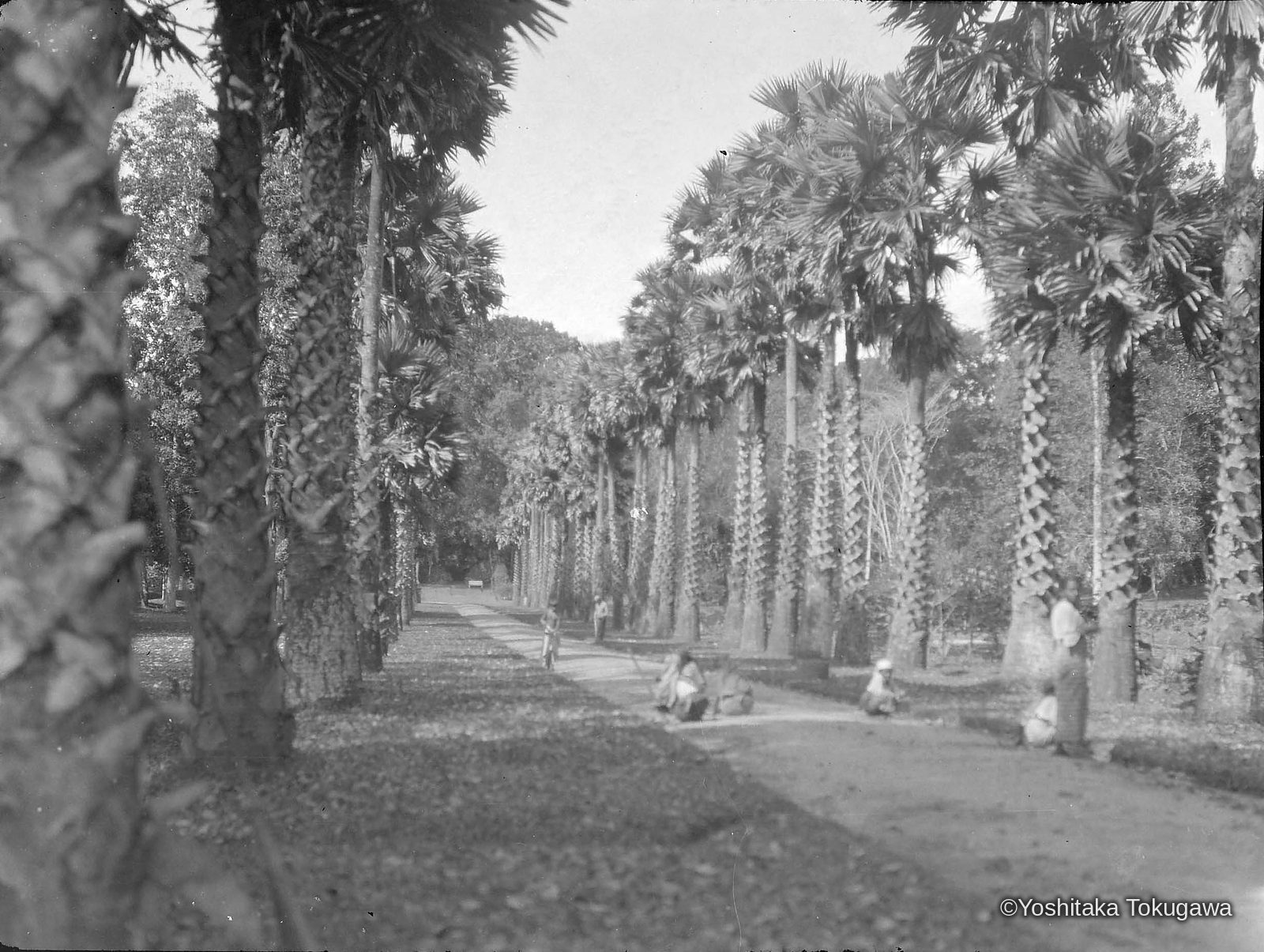 ペラデニヤ植物園のオウギヤシ（Palmyra Palm Avenue）
